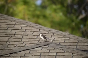 Humid climate affect roofs